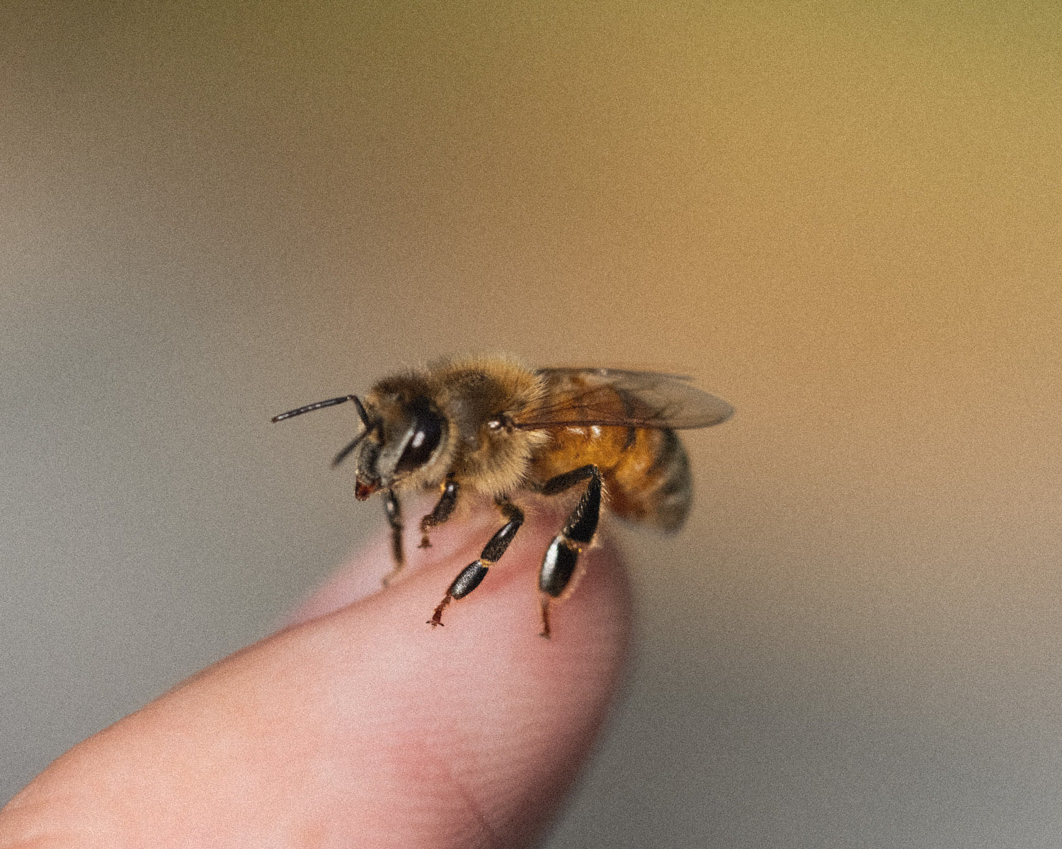 Honeybee on finger, a portion of every sale funds pollinator protection. The mission is structural.