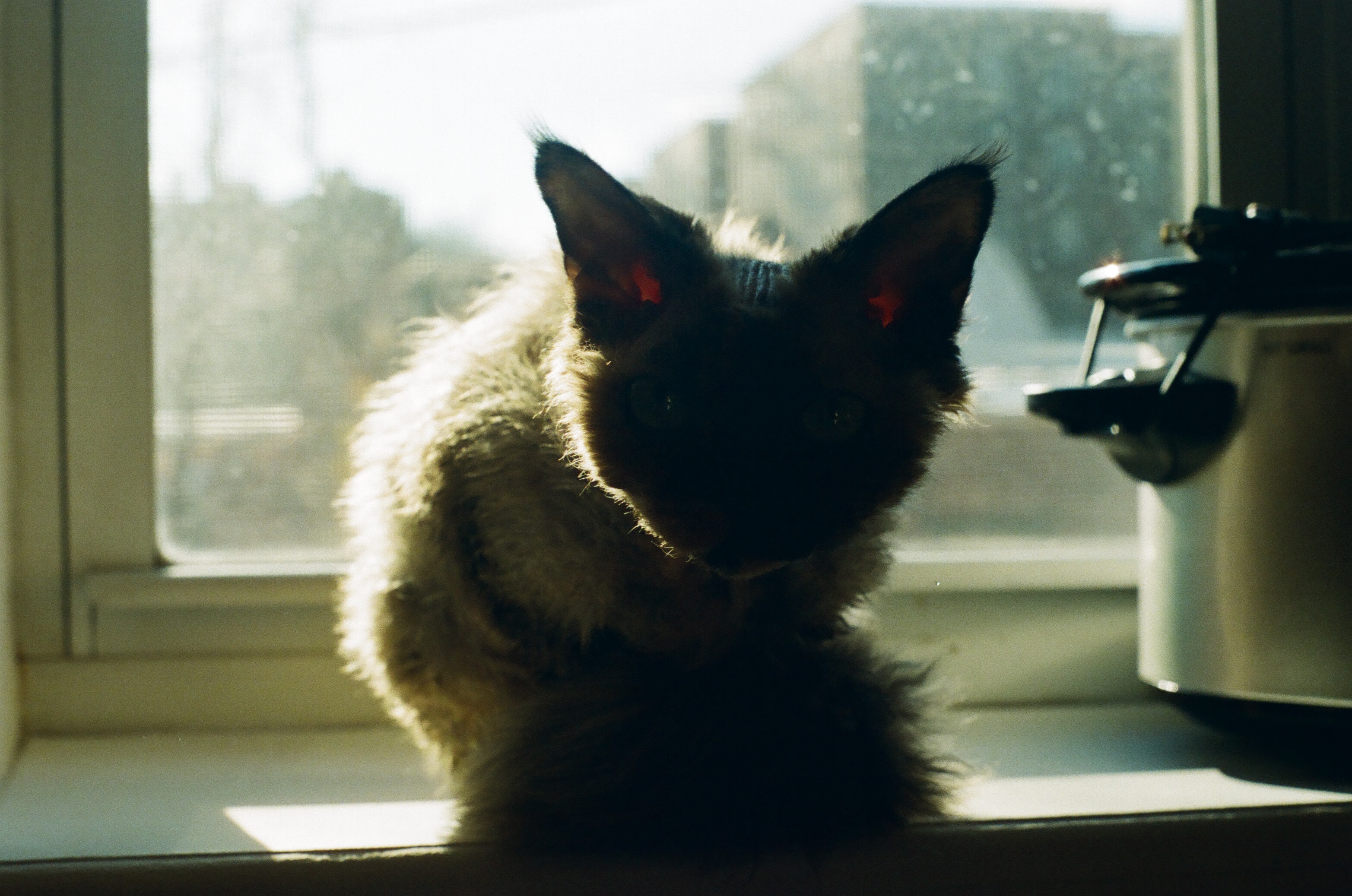 Windsor Terrace, Brooklyn, 2016