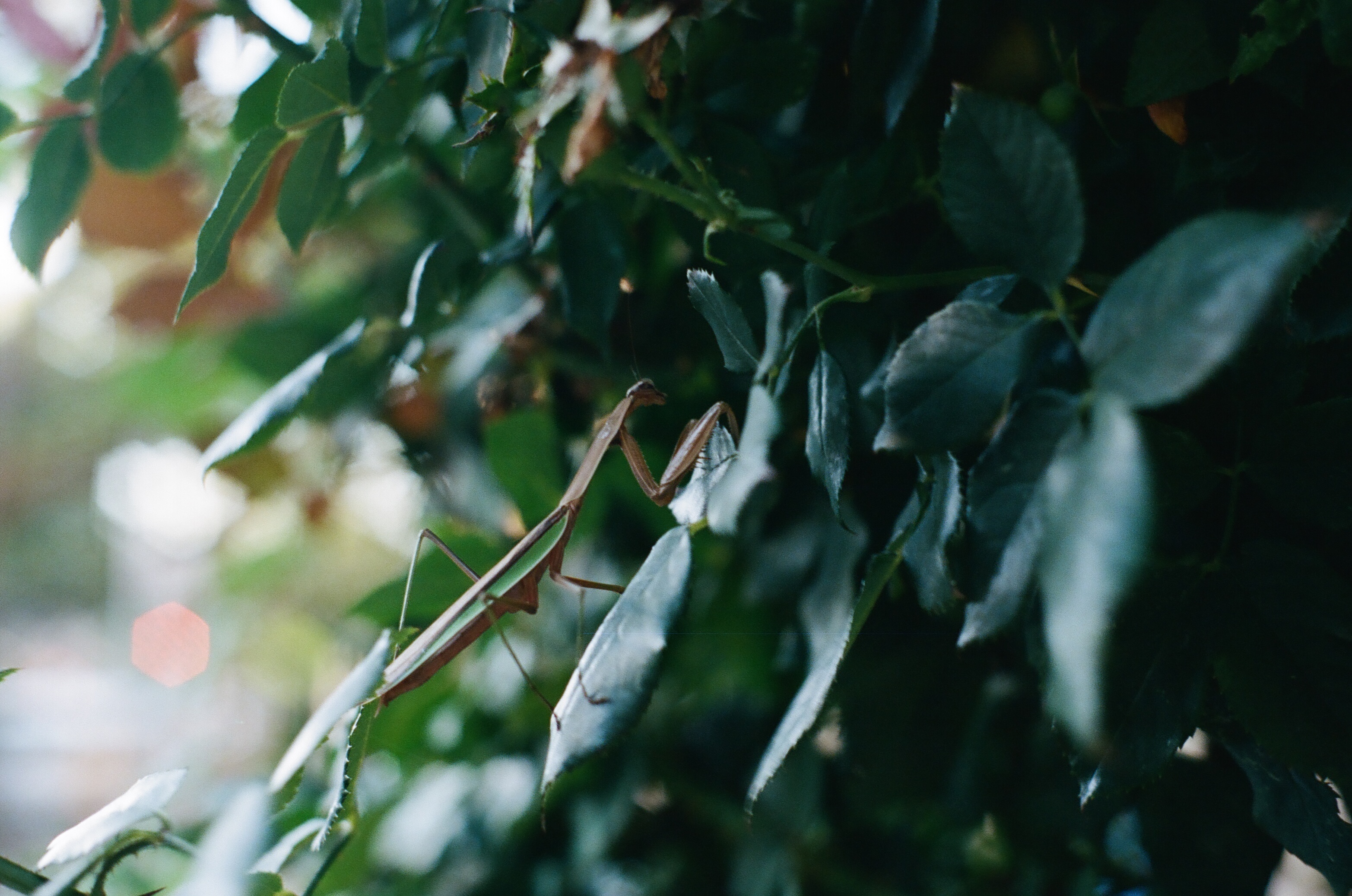 Windsor Terrace, Brooklyn, 2015