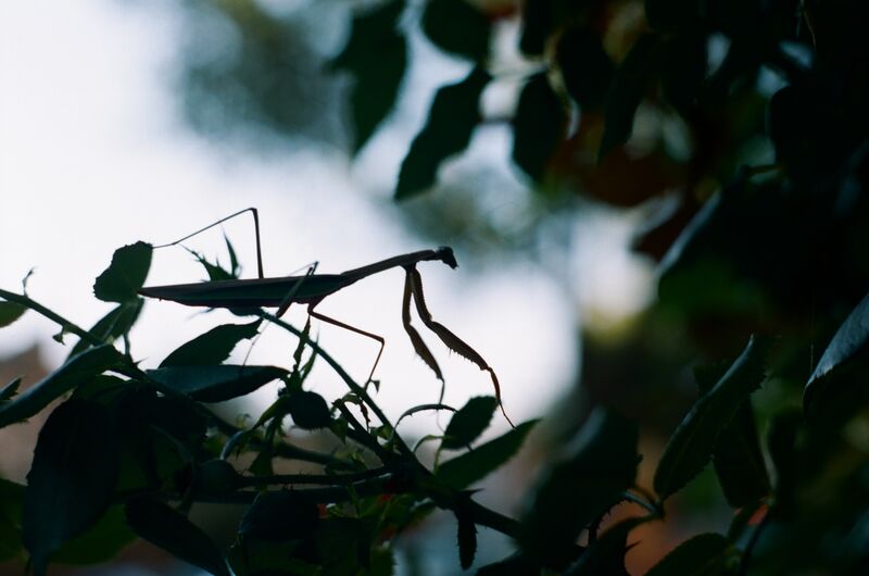 Windsor Terrace, Brooklyn, 2015